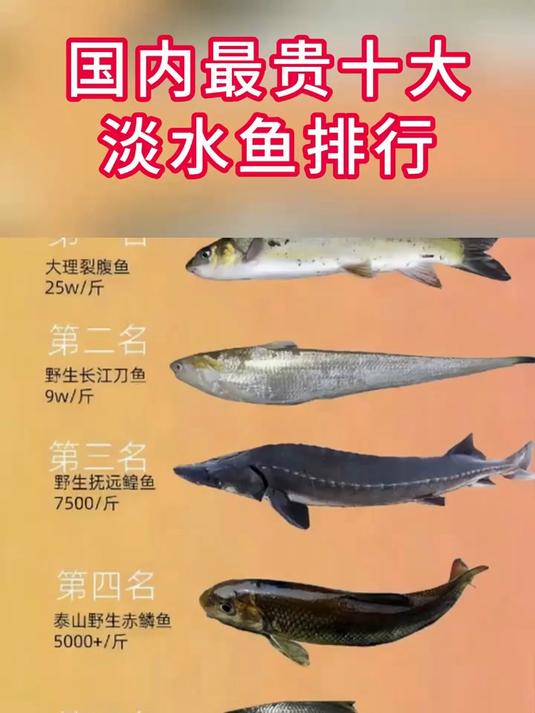 国内最贵十大淡水鱼排行