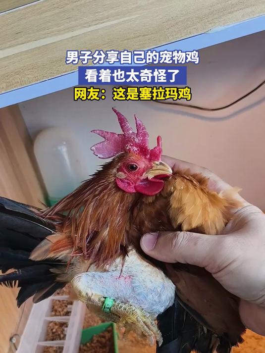 男子分享自己的宠物鸡,看着也太奇怪了,网友:这是塞拉玛鸡