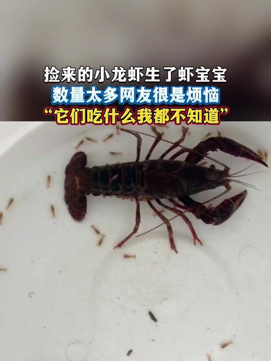 捡来的小龙虾生了虾宝宝,数量太多网友很是烦恼,“它们吃什么我都不知道”