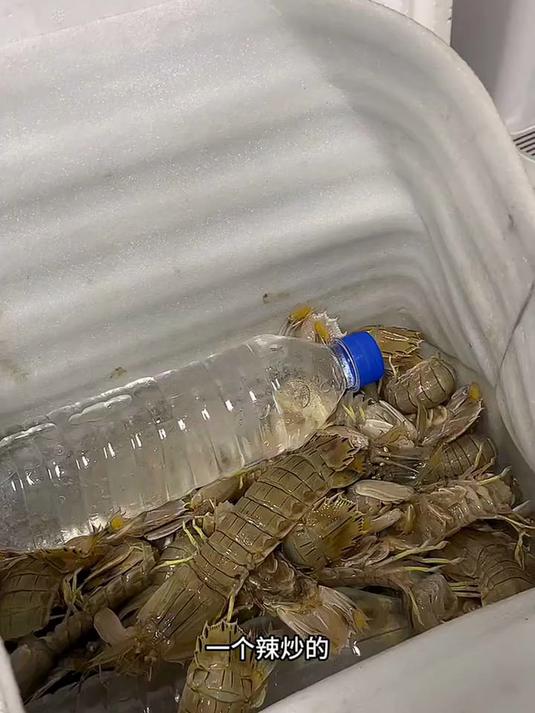 海蕴极鲜「活鲜」鲜活皮皮虾 新鲜虾爬子濑尿虾爬爬虾烧烤食材年货春节 1000g(净重) 2
