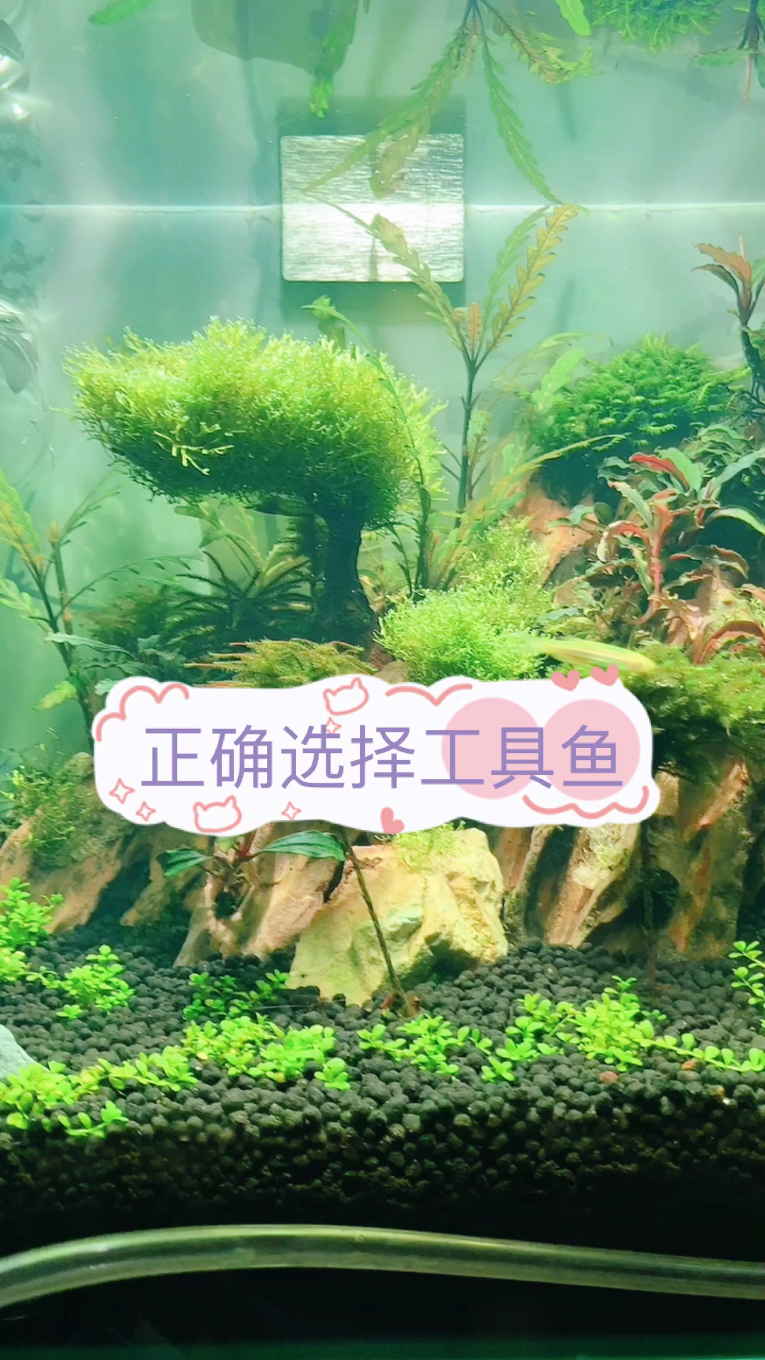 如何正确选择草缸里的工具鱼,别再让水草遭殃了