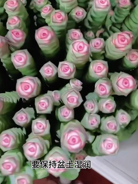 钱串子:新手养花必入,烂根率比绿萝低,月月爆盆招财旺家