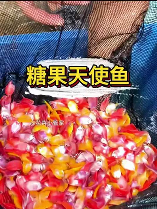 新手养糖果天使鱼超简单!天生带色,越养越艳