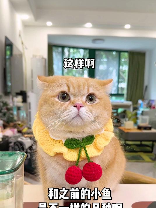 鱼蛋你又有小鱼啦!