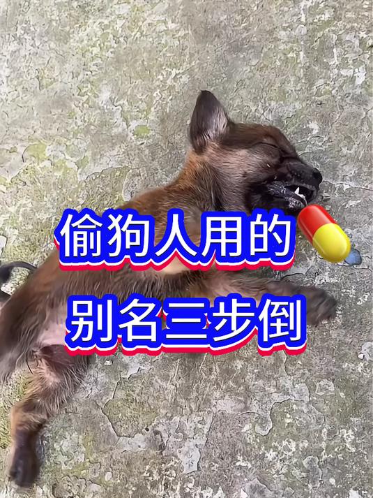 偷狗人用的药别名三步倒