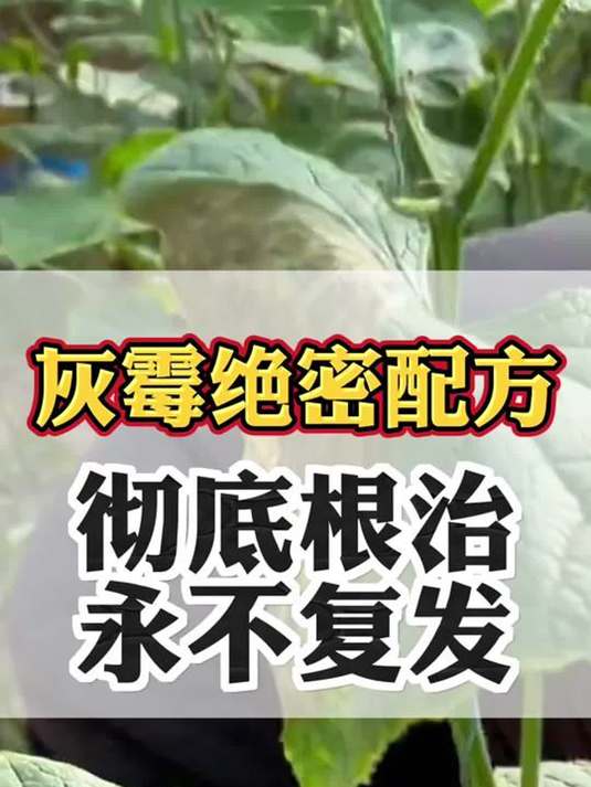 冬季作物灰霉病易爆发!症状怎样?咋防治?