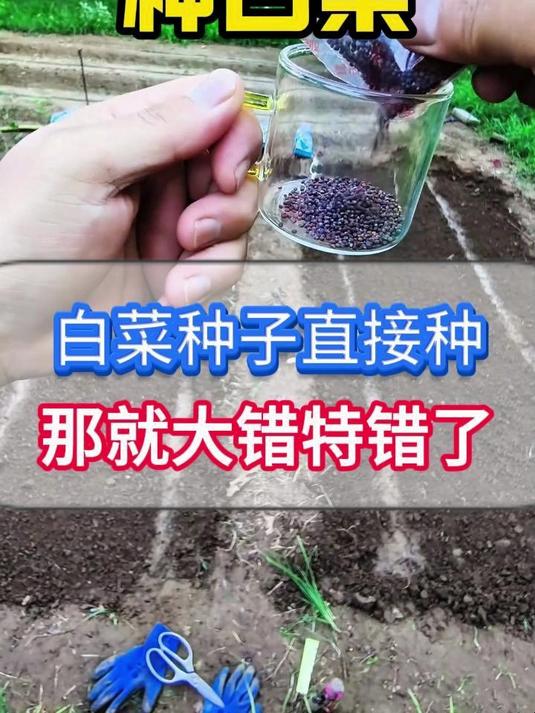白菜种子直接种大错特错