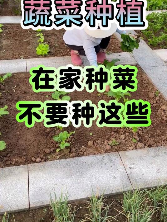 在家种菜,不要种这些