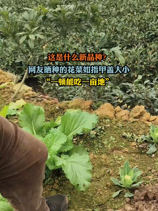 这是什么新品种?网友晒种的花菜如指甲盖大小 一顿能吃一亩地