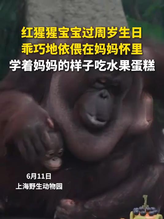 红猩猩宝宝过周岁生日,学着妈妈的样子吃水果蛋糕