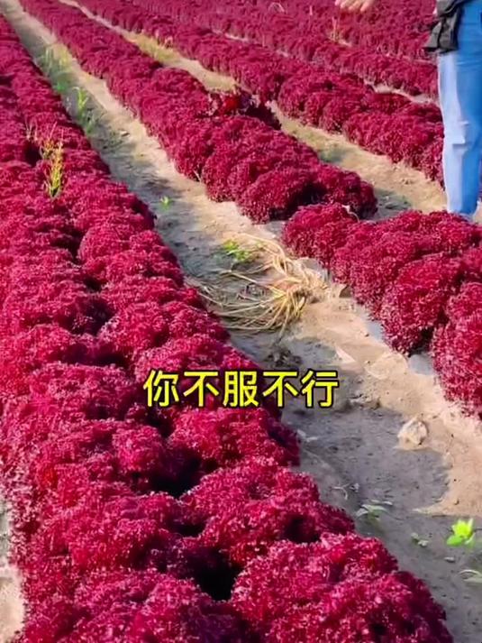 明明是棵菜,长的比花好看,它就是紫叶生菜,生吃凉拌,清脆爽口