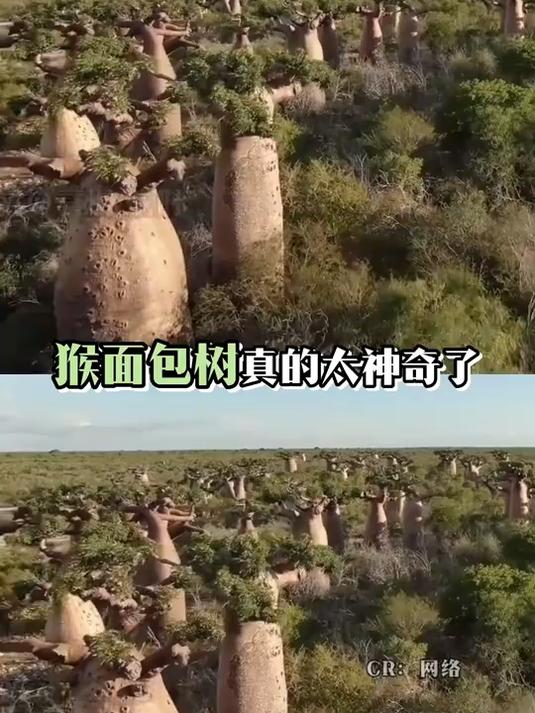 猴面包树 上天送给非洲的礼物