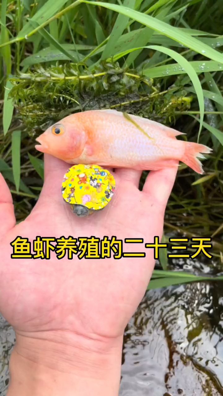 多么可爱的小鱼