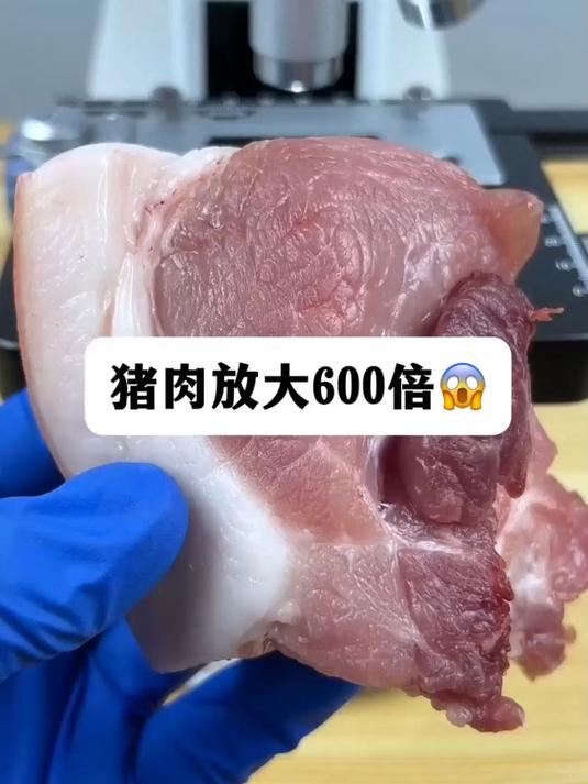 猪肉真有寄生虫吗?显微镜下的世界 猪肉