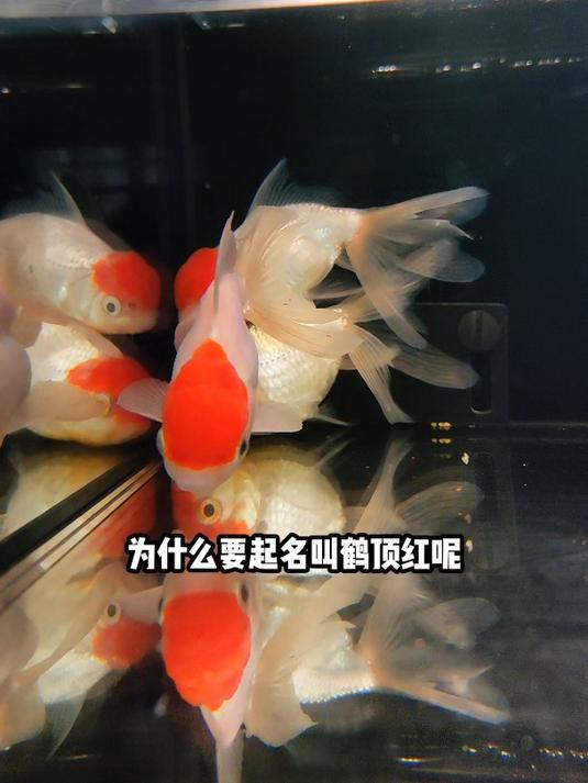 网上花1块3买了3条“鹤顶红”!