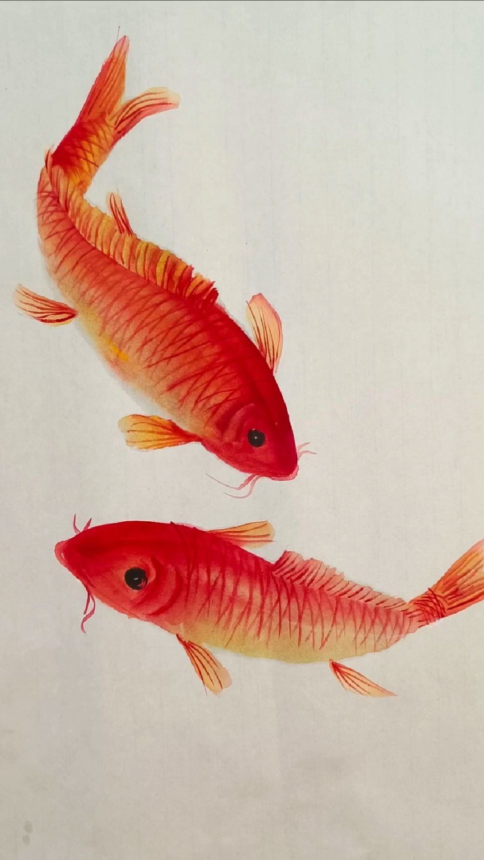 国画水墨鱼两条红鲤鱼