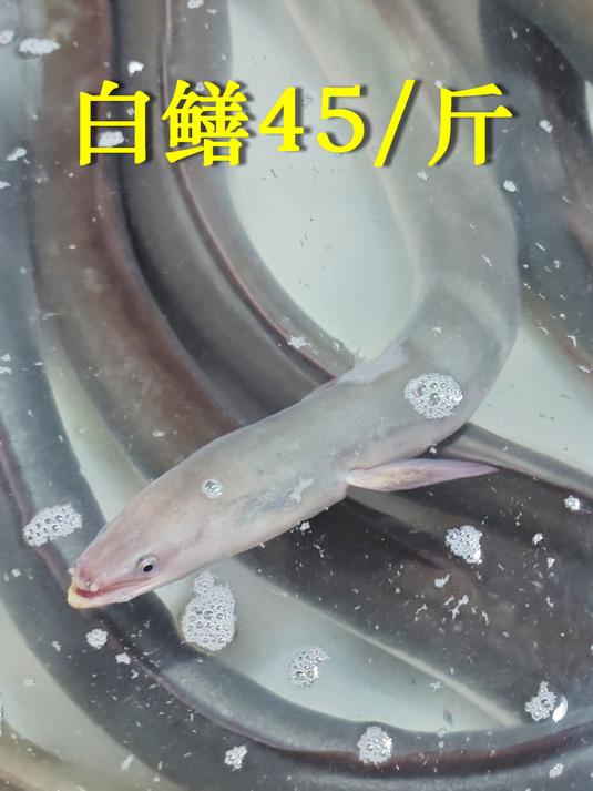 养殖海鱼价格,广州荔塱,11月下旬