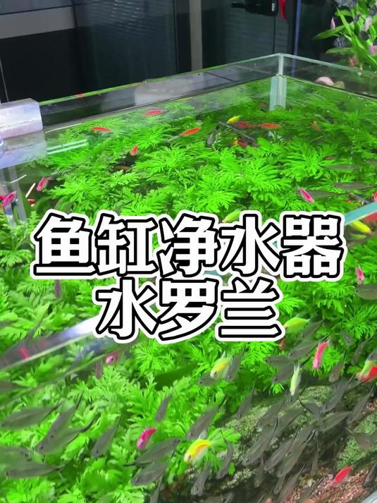 水罗兰鱼缸里的净水机,自带水草泥坨,丢进缸里就是美景!