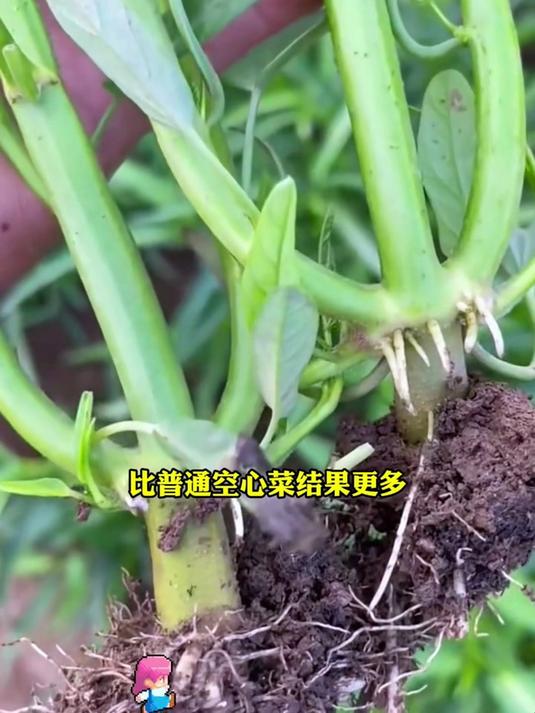 伏天种菜神器,空心菜籽耐40℃高温,越热长得越水灵