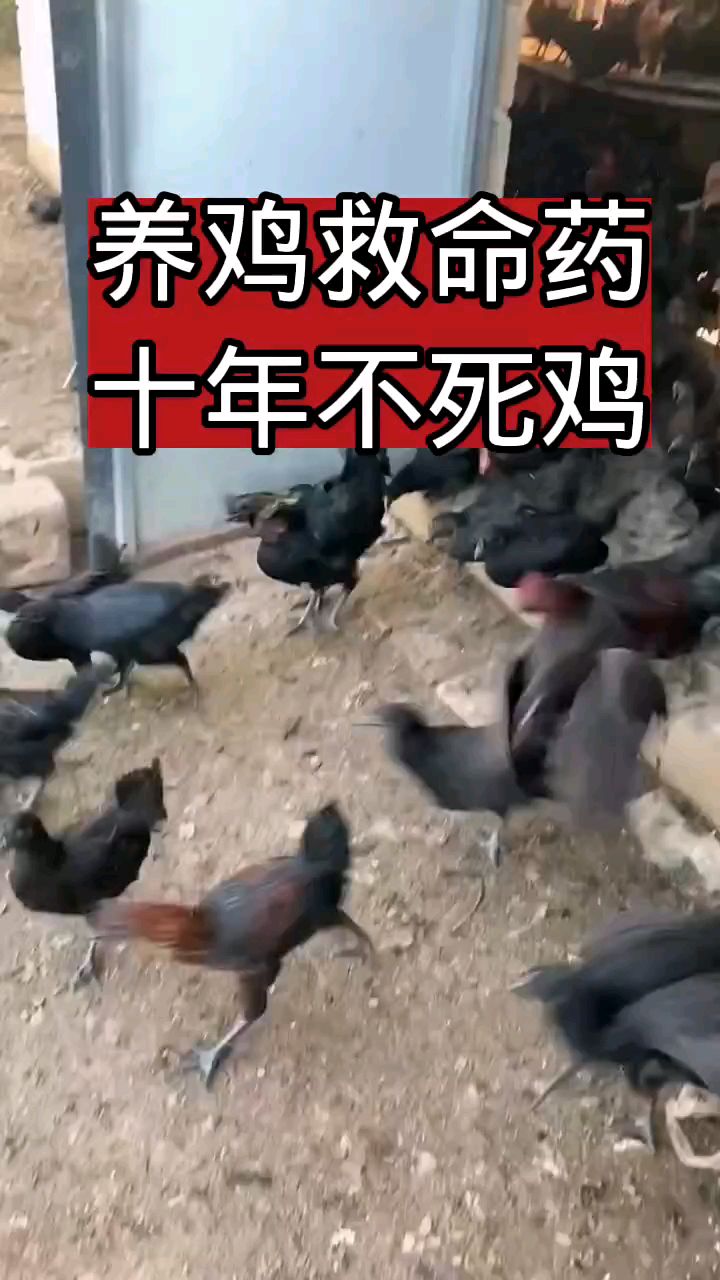 养鸡救命药,十年不死鸡