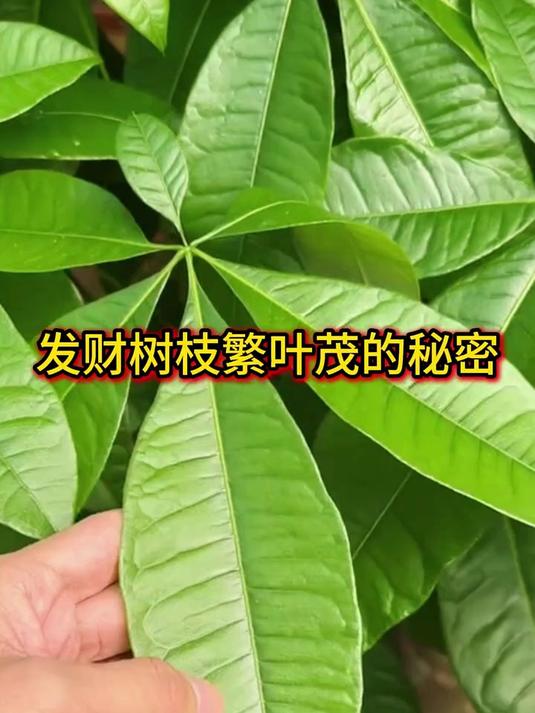 发财树枝繁叶茂的小窍门