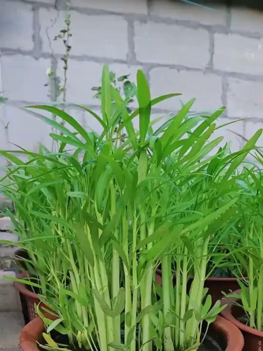 柳叶空心菜,种子落地就生根,浇水就发芽,越摘越能长