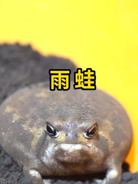 不会游泳和跳跃的馒头蛙,居然这么呆萌可爱!