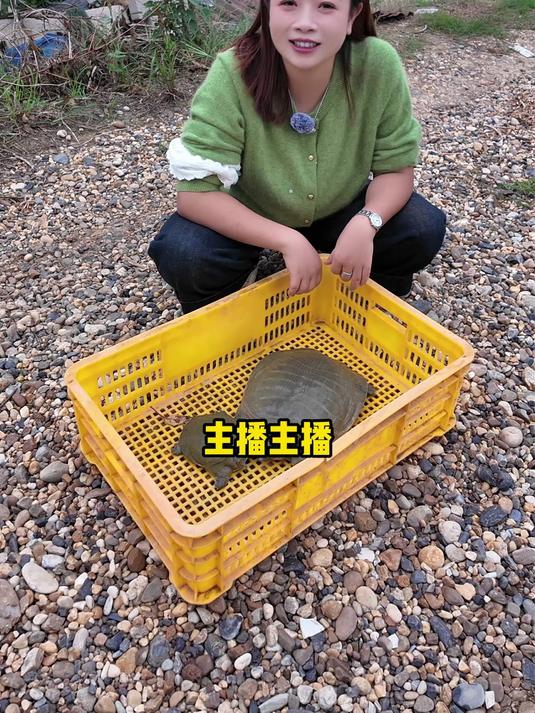 洞庭湖原生甲鱼!喝湖水吃鱼虾,这才是正宗湖鲜味～