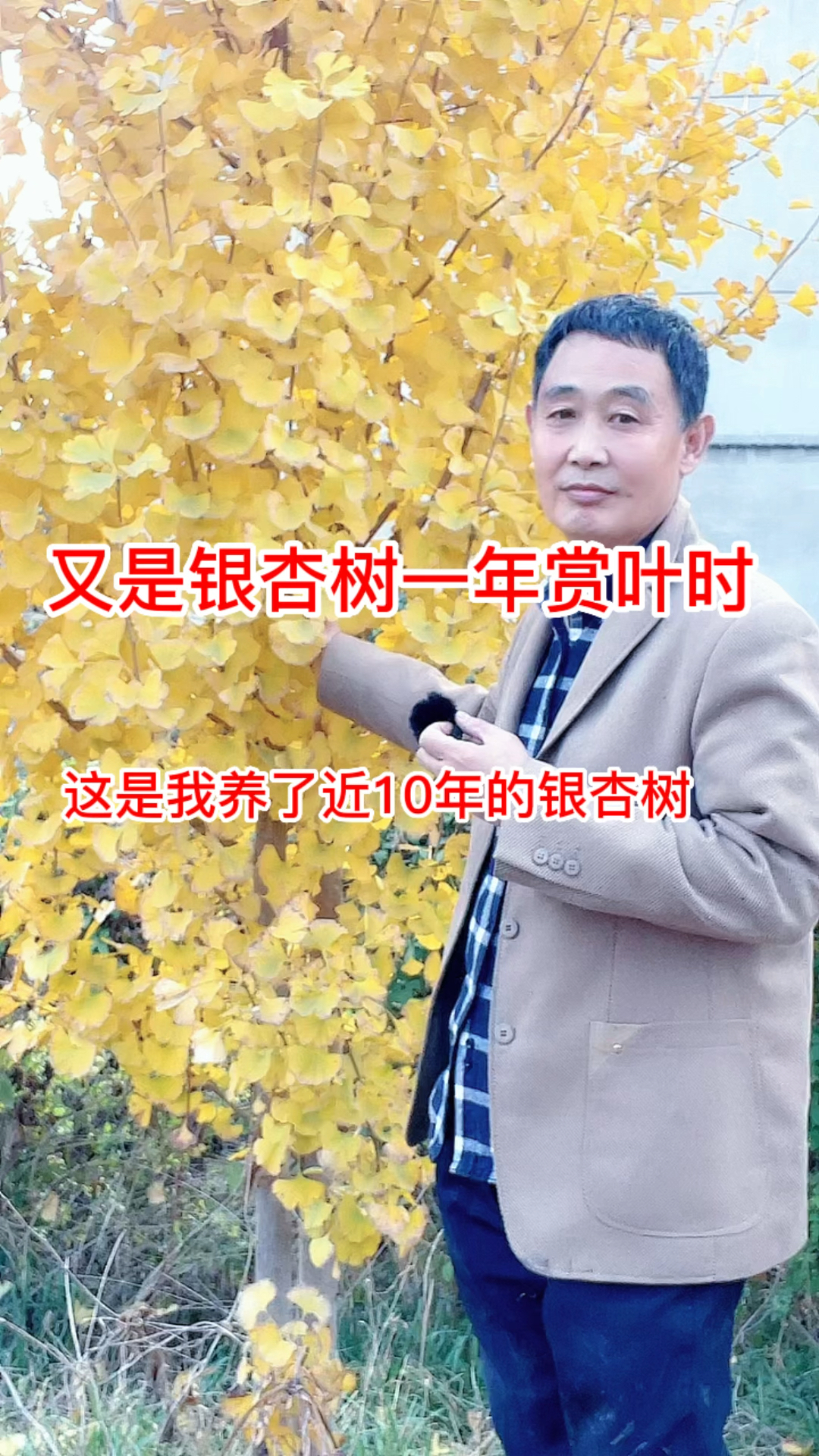 又是银杏树一年赏叶时,这是我养了近10年的银杏树