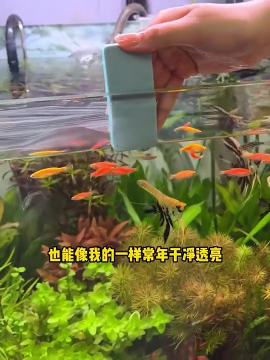鱼缸除水垢擦 家用清洁小物,分工明确,提高整体清洁效!