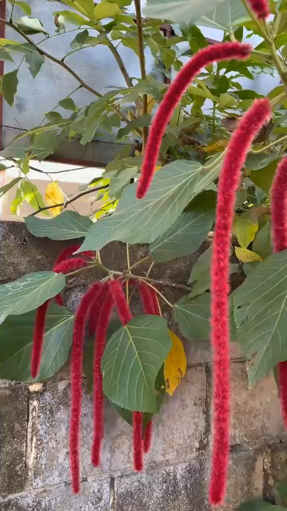 东南亚的神奇植物