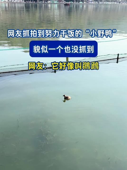 网友抓拍到努力干饭的“小野鸭”,貌似一个也没抓到,网友:它好像叫鸊鷉
