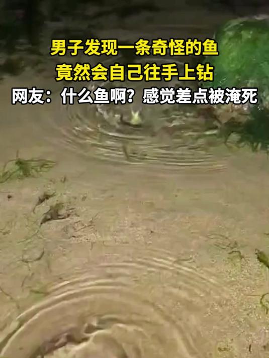 男子发现一条奇怪的鱼 竟然会自己往手上钻 网友:什么鱼啊?感觉差点被淹死