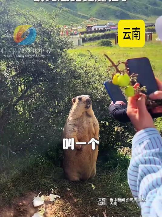 不要再被表情包骗了哦真正的土拨鼠尖叫听完感觉更魔性了
