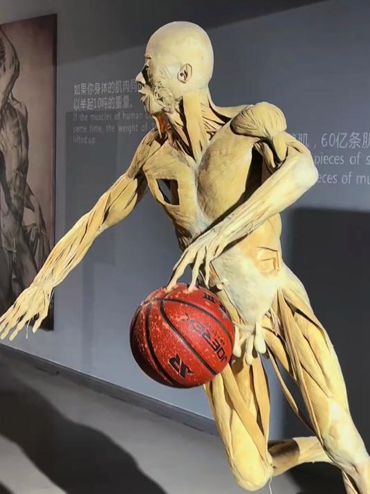 致敬大体老师！骨骼肌展示腹壁有三层