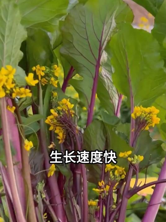 红菜苔营养丰富,非常好种植,采收一茬接一茬,正是种植的好季节