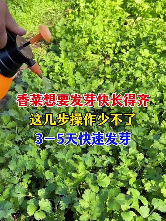 香菜想要发芽快，这几步操作少不了