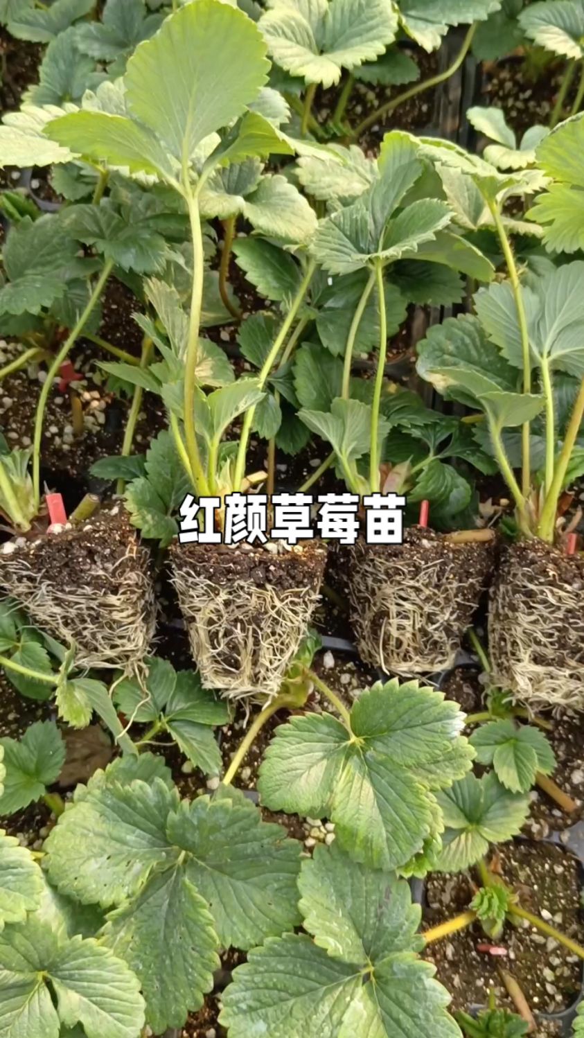 红颜草莓苗,草莓种植户主栽品种,也叫作牛奶草莓或者巧克力草莓,大果,味甜,产量高