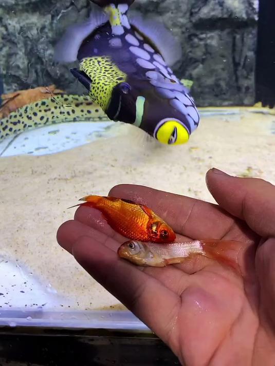 我最爱的海水生物之一!小丑炮弹!