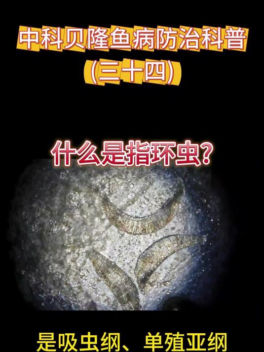 什么是水产养殖指环虫,中科贝隆鱼病防治科普系列