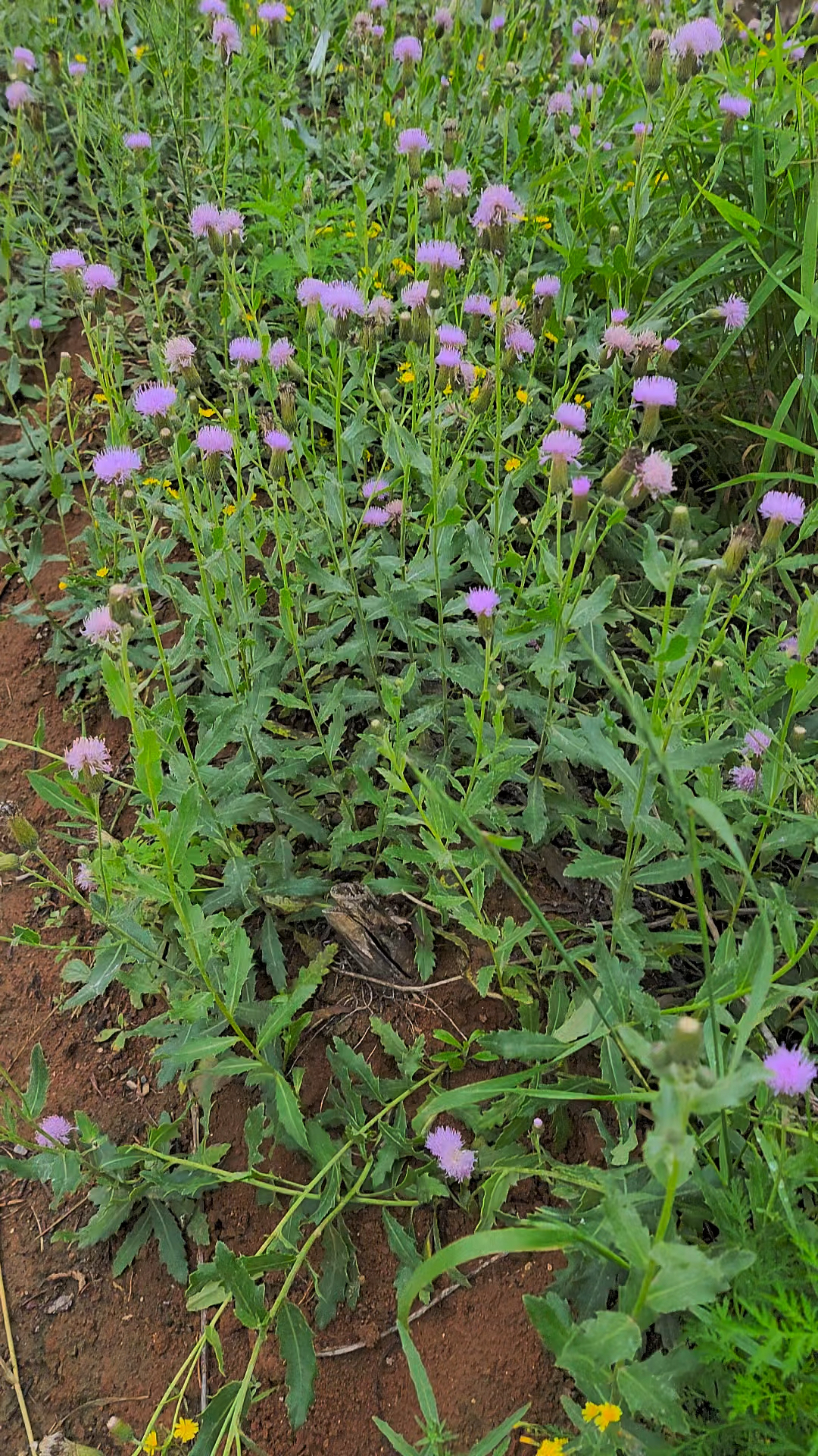 小时候你用过这个东西嘛?