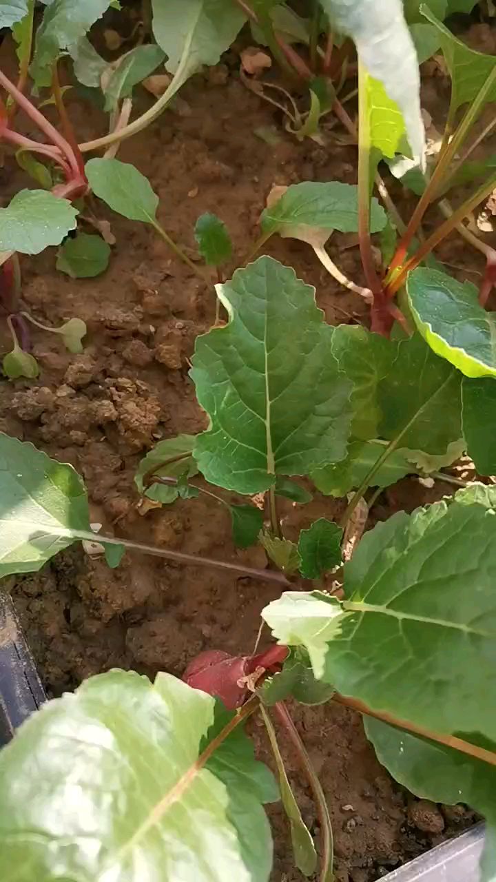 阳台啥都长不好的角落,种棵水萝卜,只要有光照,不收萝卜,还收叶呢!