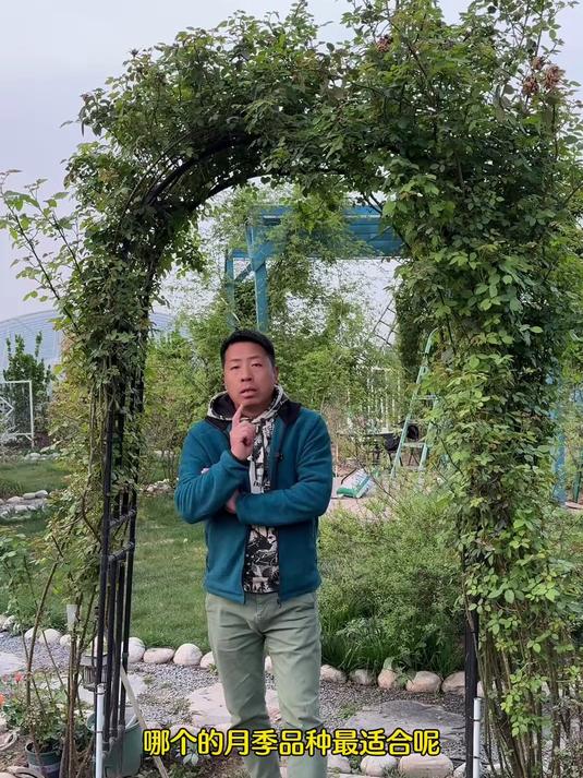 佛罗伦蒂娜藤本月季种ZZZ优秀的品种,正红色大花长势快,抗性好