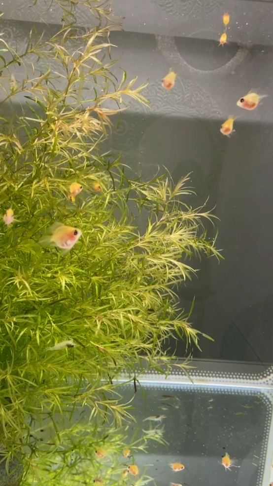 这是老人鱼吗?从金波子亲鱼孵卵到现在整整112天了