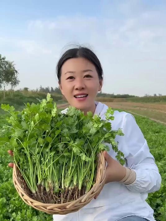种出浓香小叶香菜,美味快到碗里