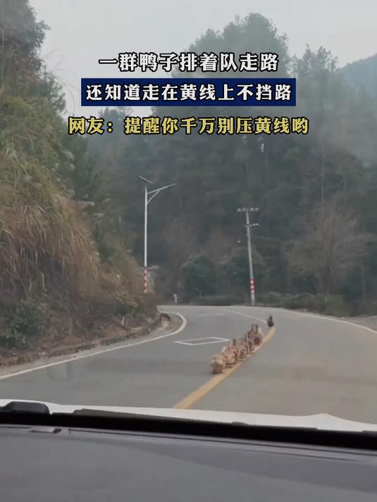 一群鸭子排着队走路,还知道走在黄线上不挡路