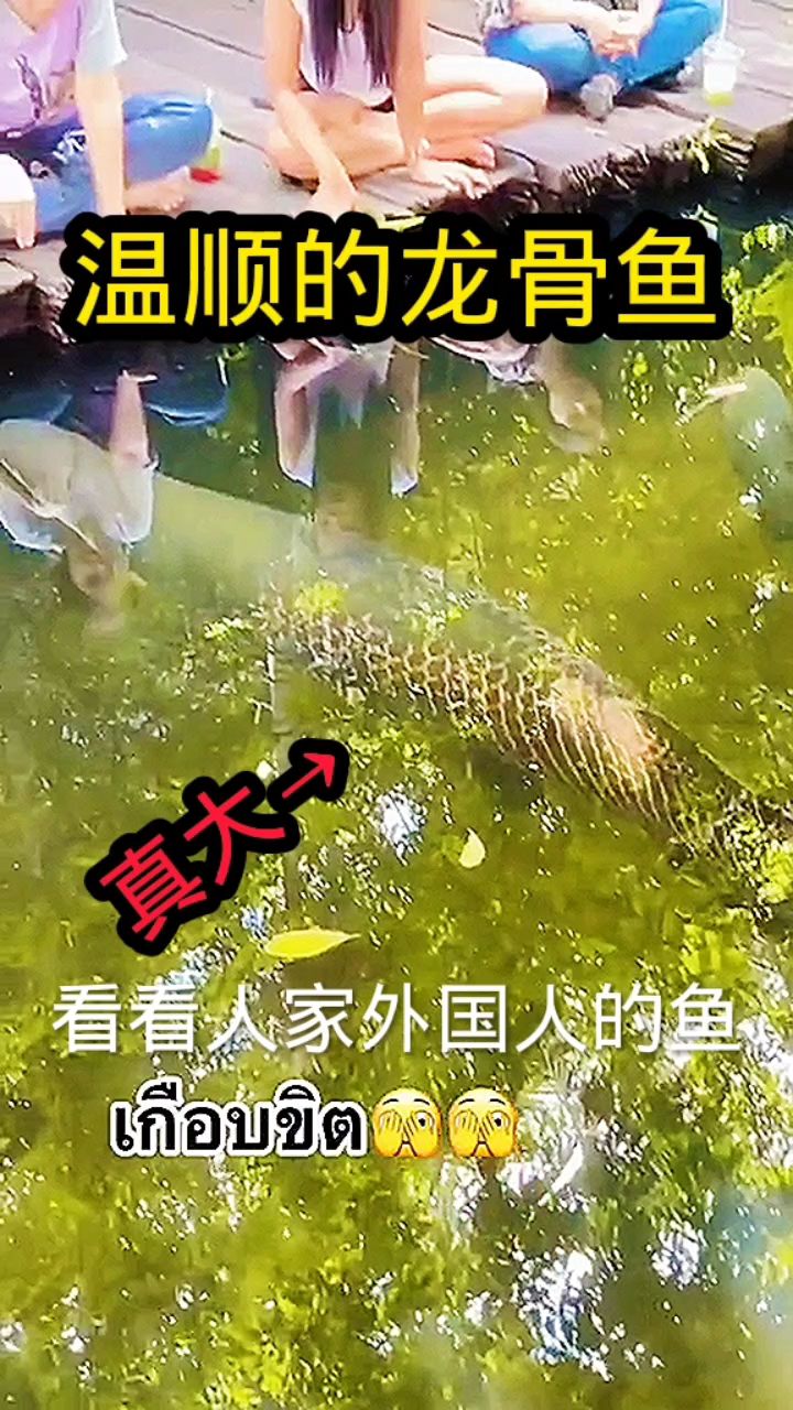 温顺的龙骨鱼,个头真大!