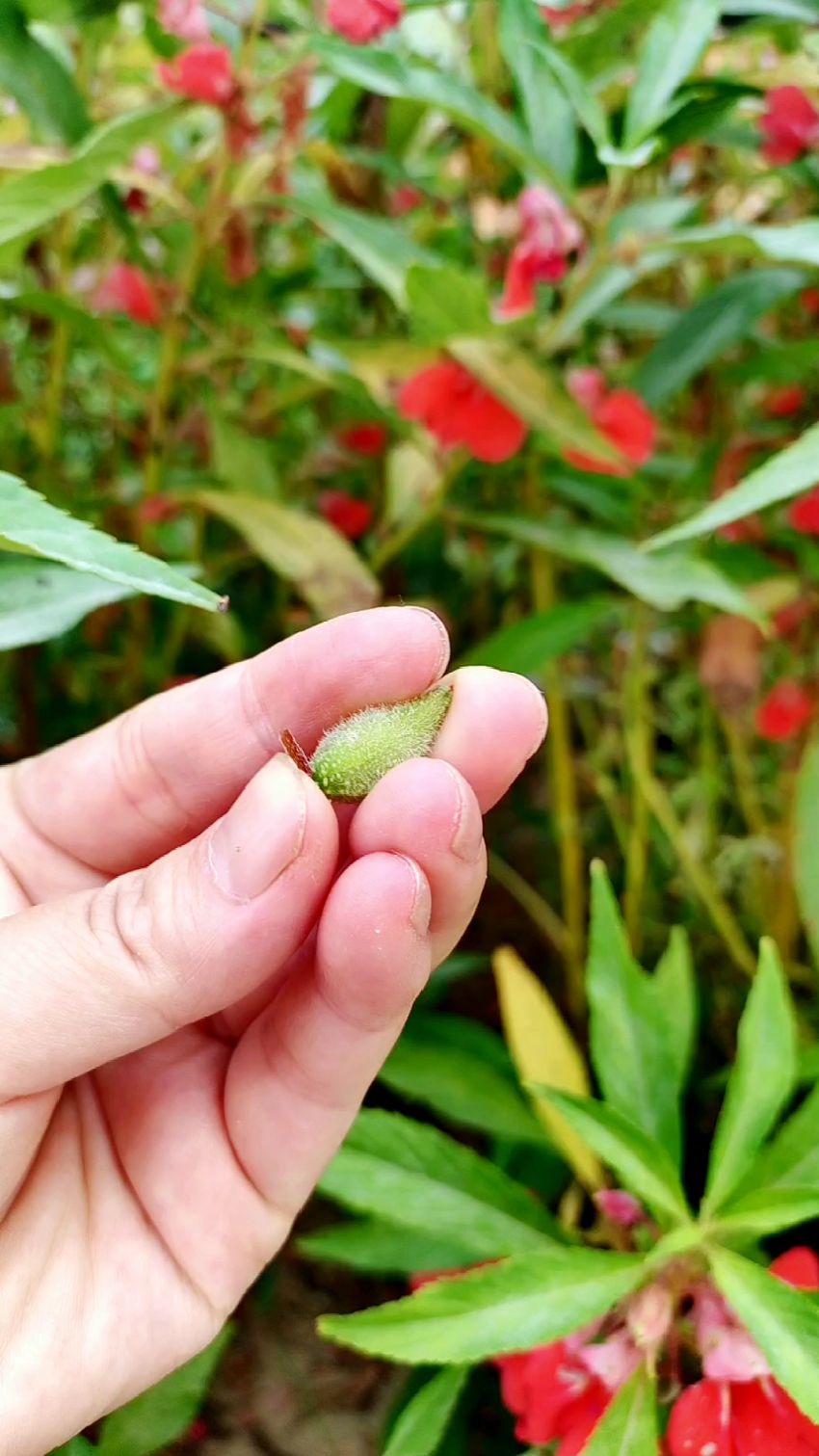 凤仙花的也叫透骨草,茎杆泡酒可有大用处,不花钱效果好