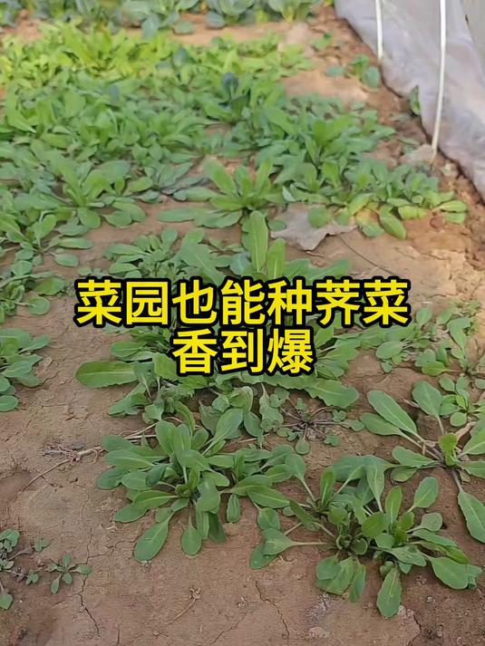 家庭菜园也能种荠菜,香到爆#三农#