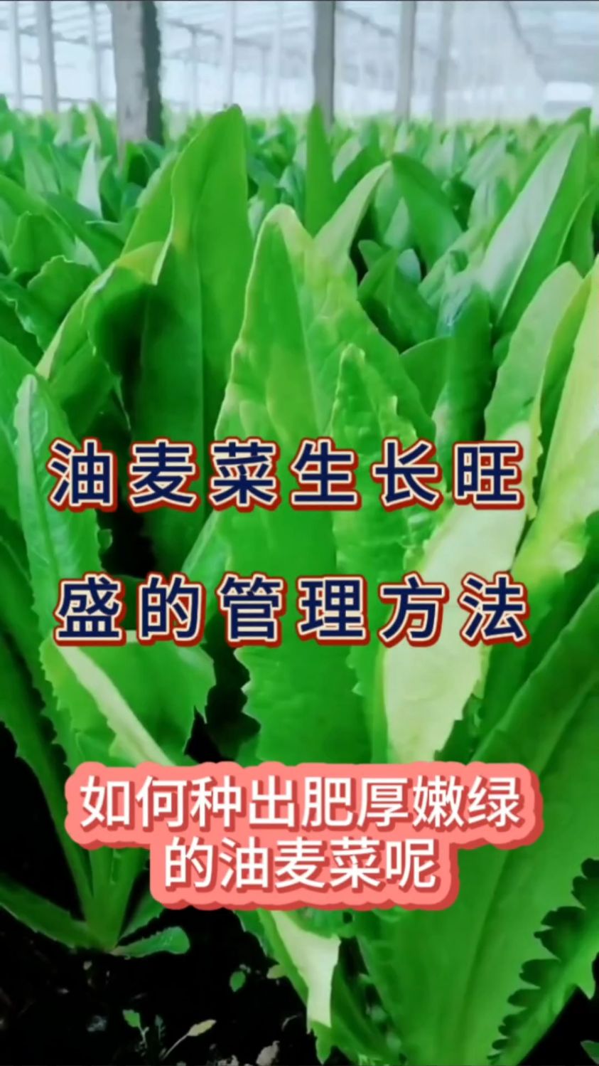 油麦菜长旺盛的管理方法